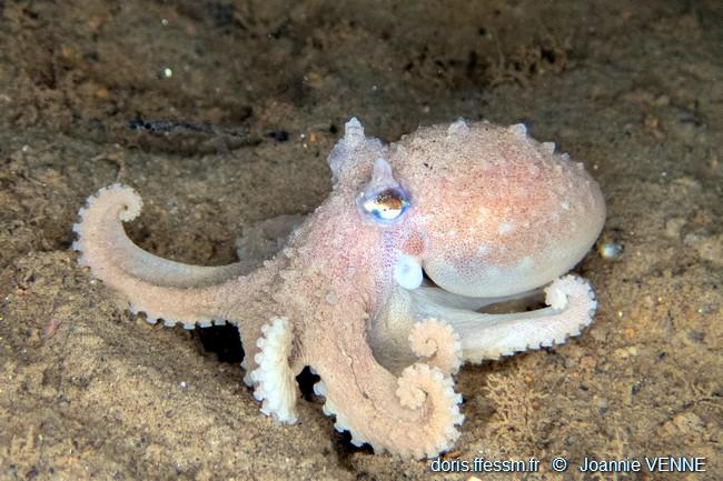 bathypolypus_bairdii_jv00001