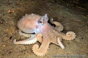 bathypolypus_bairdii_jv00002