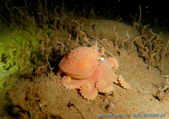 bathypolypus_bairdii_lt00001