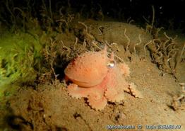 bathypolypus_bairdii_lt00001