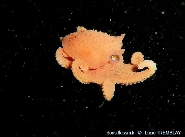 bathypolypus_bairdii_lt00004