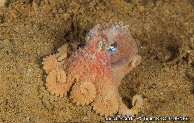 bathypolypus_bairdii_tk00001