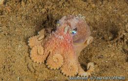 bathypolypus_bairdii_tk00001