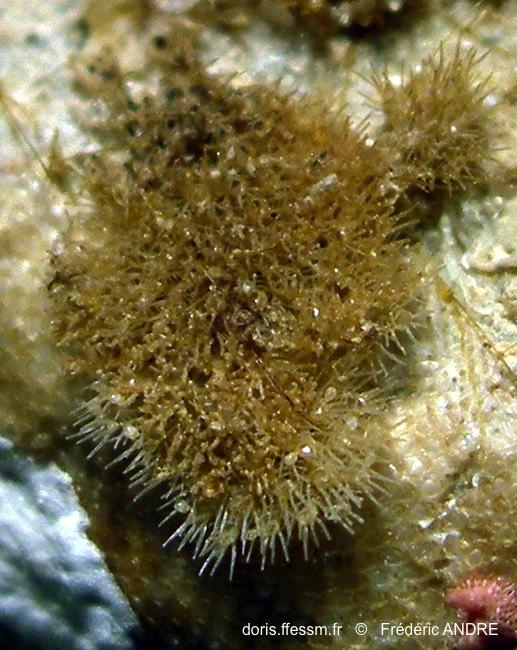 beania_hirtissima-fa3