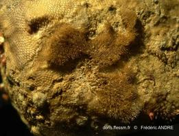 beania_hirtissima-fa4