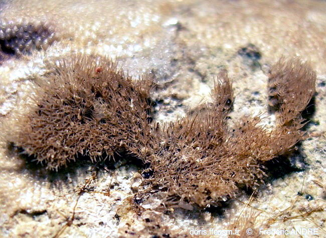 beania_hirtissima-fa6