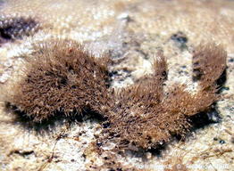 beania_hirtissima-fa6