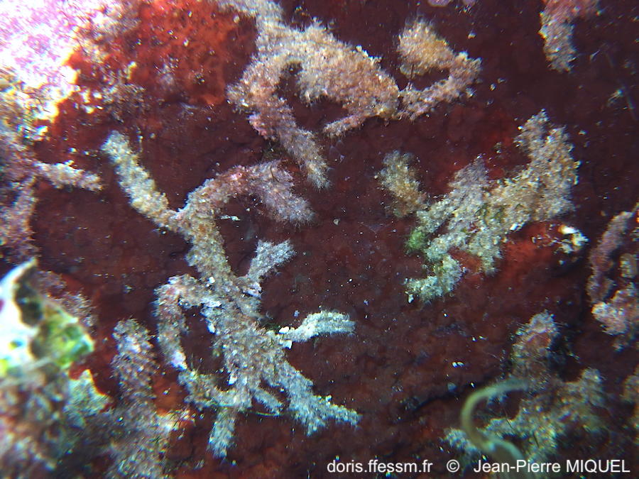 beania_hirtissima-jpm057