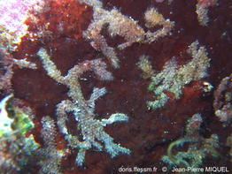 beania_hirtissima-jpm057