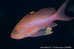 anthias_anthias-vl3