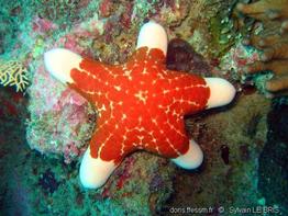 choriaster_granulatus-slb2