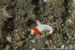 cetoscarus_ocellatus-vl2