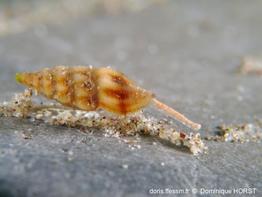 Bela_atticae-doho001