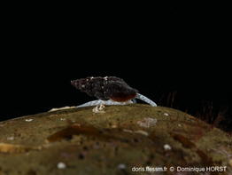 Bela_fuscata-020doho