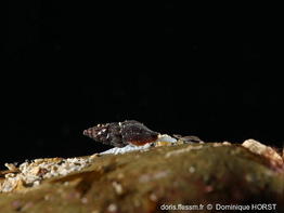 Bela_fuscata-030doho