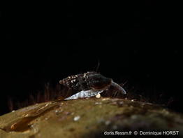Bela_fuscata-040doho
