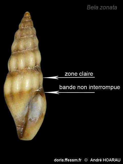 Bela_zonata-anho100