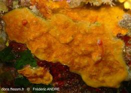 stephanotheca_monoecensis-fa32