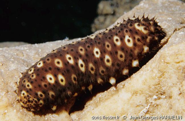 Concombre cracheur marron