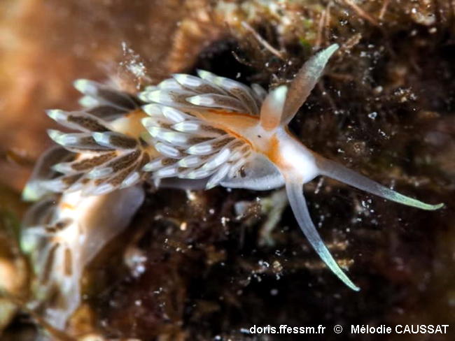 Berghia_rissodominguezi-meca001