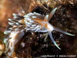 Berghia_rissodominguezi-meca001