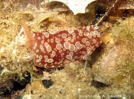 berthella_ocellata-slb1