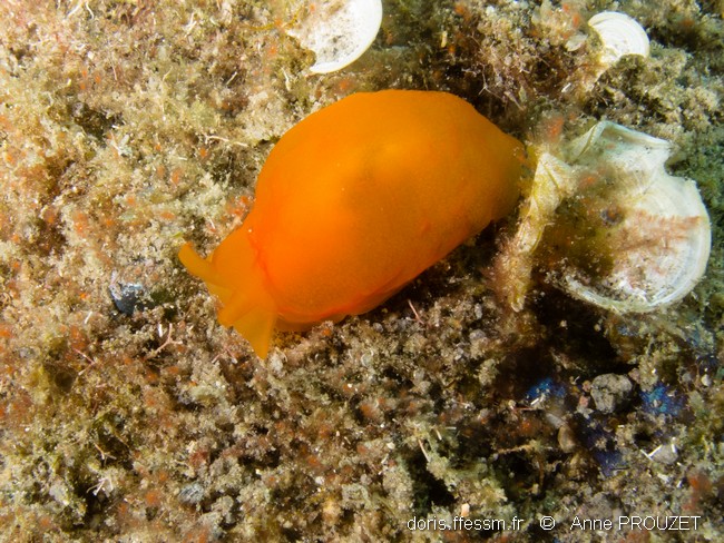 Berthelline orange antillaise