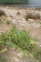 beta_vulgaris_subsp_maritima-vl1