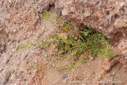 beta_vulgaris_subsp_maritima-vl2
