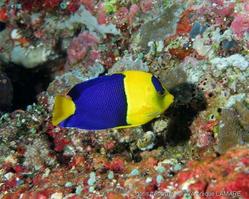 centropyge_bicolor-vl1