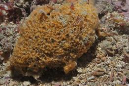 biemna_variantia-pico-img_01