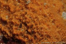 biemna_variantia-pico-img_02