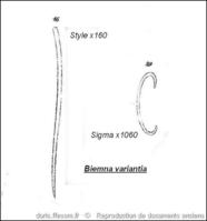 biemna_variantia-rda-img_1639