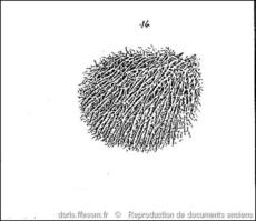 biemna_variantia-rda-img_304