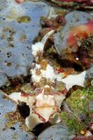 antennarius_maculatus-vl1