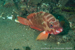 epinephelus_fasciatus-vl6