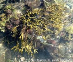 bifurcaria_bifurcata-muto-img_926