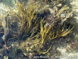 bifurcaria_bifurcata-muto-img_928