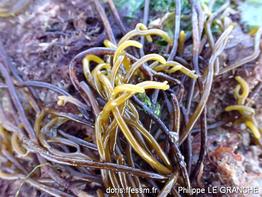 bifurcaria_bifurcata-plg-img_80048