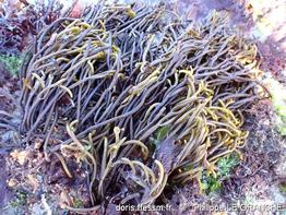 bifurcaria_bifurcata-plg-img_80049
