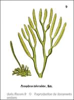 bifurcaria_bifurcata-rda-img_250