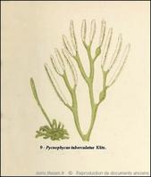 bifurcaria_bifurcata-rda-img_250