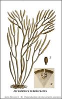 bifurcaria_bifurcata-rda-img_608