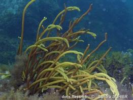 bifurcaria_bifurcata-saso-img_01