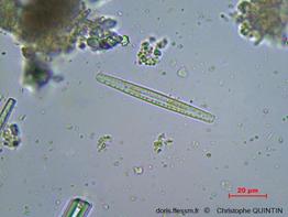 Biofilm_diatomées_qc_07