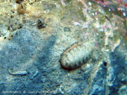 lepidopleurus_cajetanus-aps1