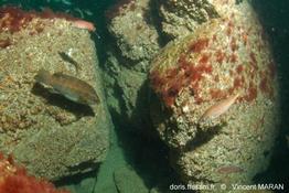 centrolabrus_exoletus_vm_223