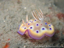 chromodoris_kuniei-aps212