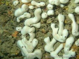 chondrosia_reniformis-fa6