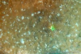 cryptodendrum_adhaesivum-14vl